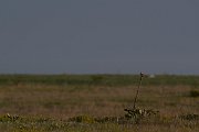 DPPhotography - Wildlife Photography - Bulgaria - Isabelline wheatear - L