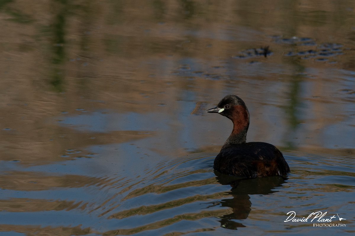 DPPhotography - Wildlife Photography - Bulgaria - Little grebe - A.jpg - Little grebe - Bolata Beach, Bulgaria