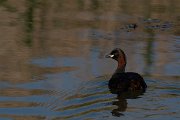 DPPhotography - Wildlife Photography - Bulgaria - Little grebe - A