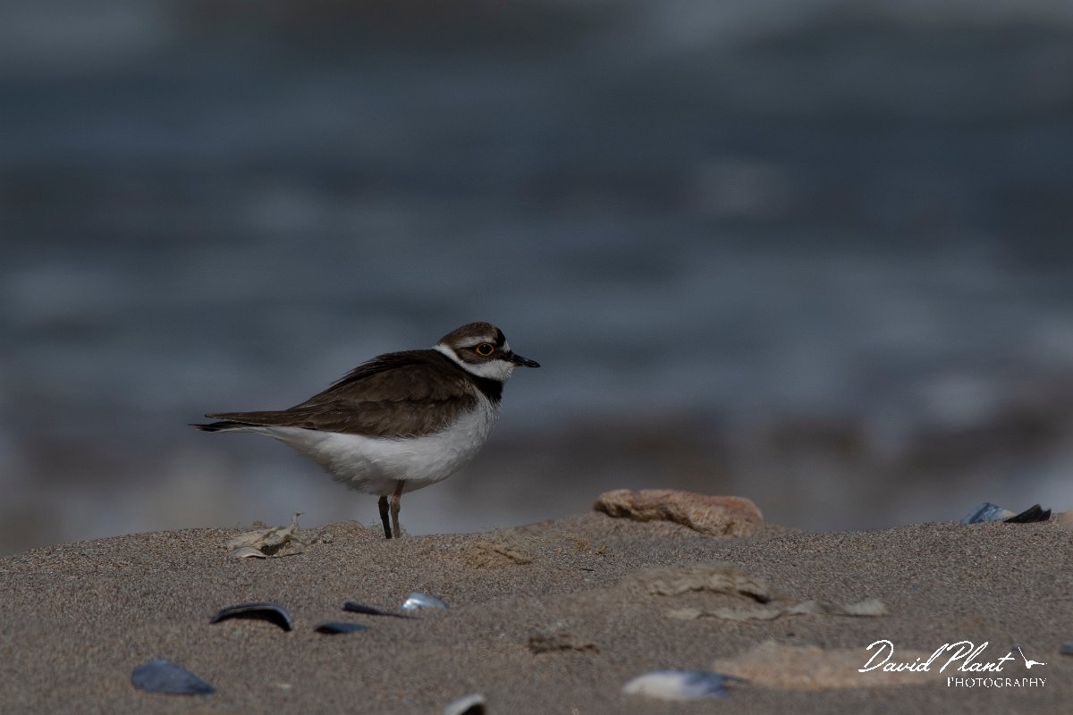 DPPhotography - Wildlife Photography - Bulgaria - Little ringed plover - D.jpg - Little ringed plover - Sabla Lake, Bulgaria