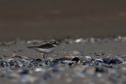 DPPhotography - Wildlife Photography - Bulgaria - Little ringed plover - B