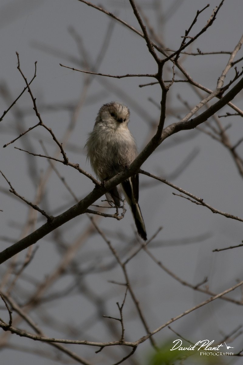 DPPhotography - Wildlife Photography - Bulgaria - Long-tailed tit - A.jpg - Long-tailed tit, adult - Balata Forest, Bulgaria
