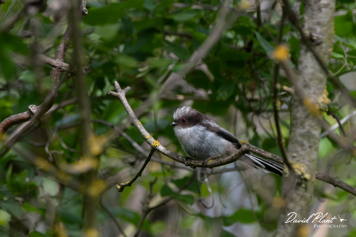DPPhotography - Wildlife Photography - Bulgaria - Long-tailed tit - D.jpg - Long-tailed tit, juvenile - Balata Forest, Bulgaria