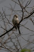 DPPhotography - Wildlife Photography - Bulgaria - Long-tailed tit - A