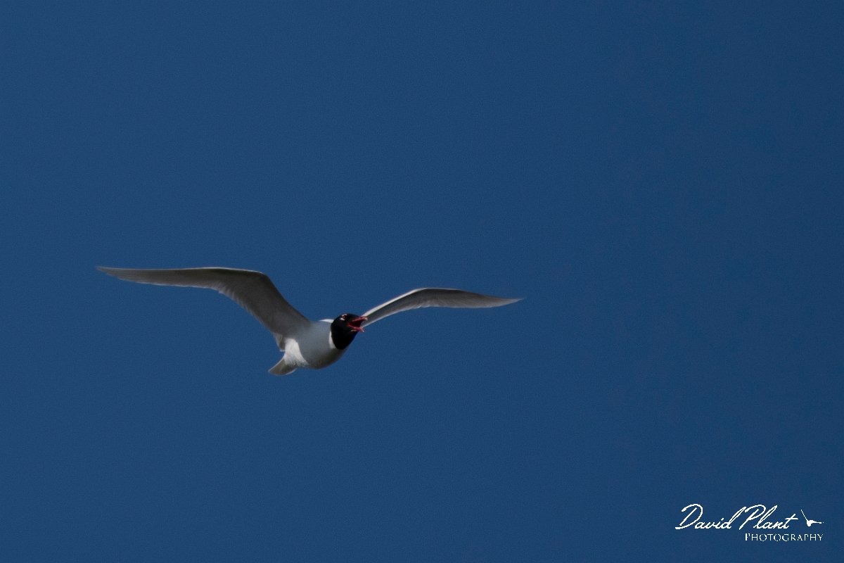 DPPhotography - Wildlife Photography - Bulgaria - Mediterranean gull - A.jpg - Mediterranean gull - Sabla Lake, Bulgaria