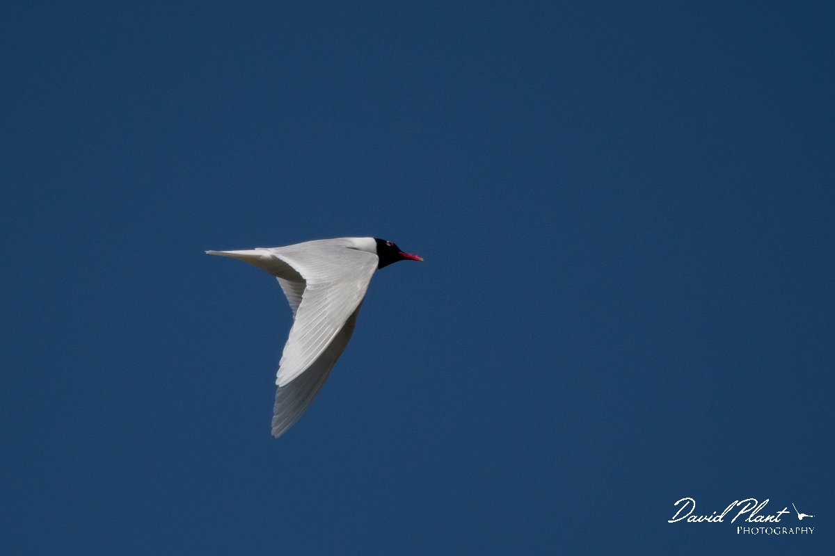DPPhotography - Wildlife Photography - Bulgaria - Mediterranean gull - C.jpg - Mediterranean gull - Sabla Lake, Bulgaria