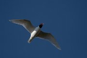 DPPhotography - Wildlife Photography - Bulgaria - Mediterranean gull - B