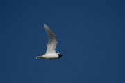 DPPhotography - Wildlife Photography - Bulgaria - Mediterranean gull - D