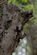 DPPhotography - Wildlife Photography - Bulgaria - Middle spotted woodpecker - A