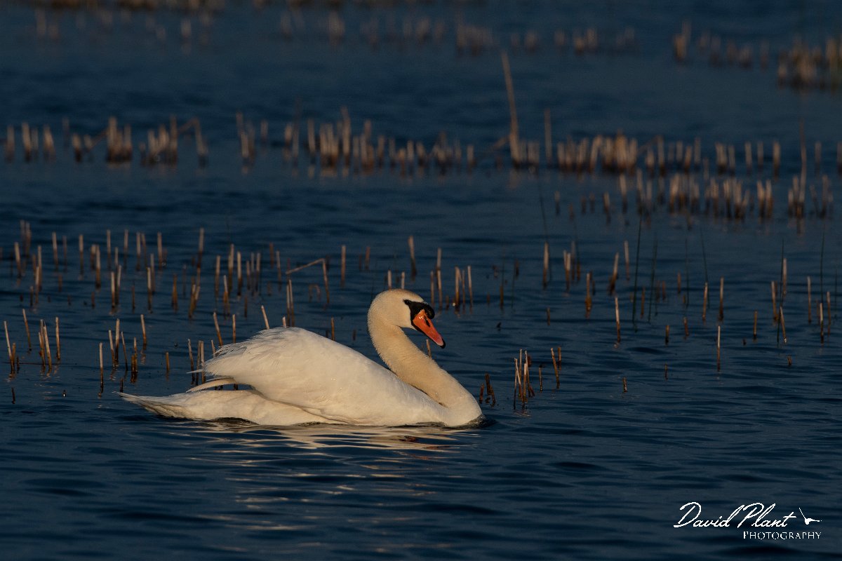 DPPhotography - Wildlife Photography - Bulgaria - Mute swan - A.jpg - Mute swan - Durankulak Lake, Bulgaria