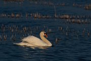 DPPhotography - Wildlife Photography - Bulgaria - Mute swan - A