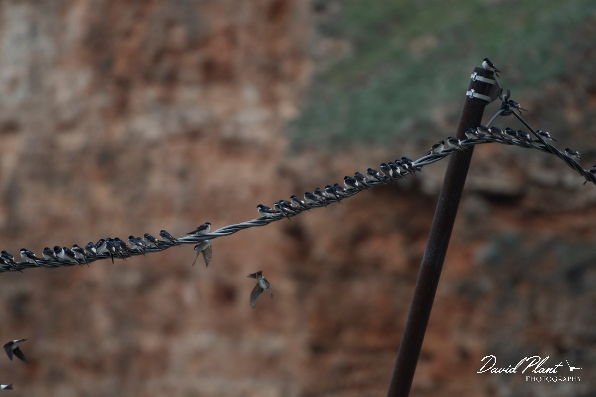 DPPhotography - Wildlife Photography - Bulgaria - Northern house martin - A.jpg - Northern house martin, flock on migration on wires - Bolata Beach, Bulgaria