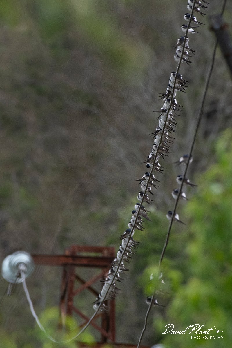 DPPhotography - Wildlife Photography - Bulgaria - Northern house martin - B.jpg - Northern house martin, flock on migration on wires - Bolata Beach, Bulgaria