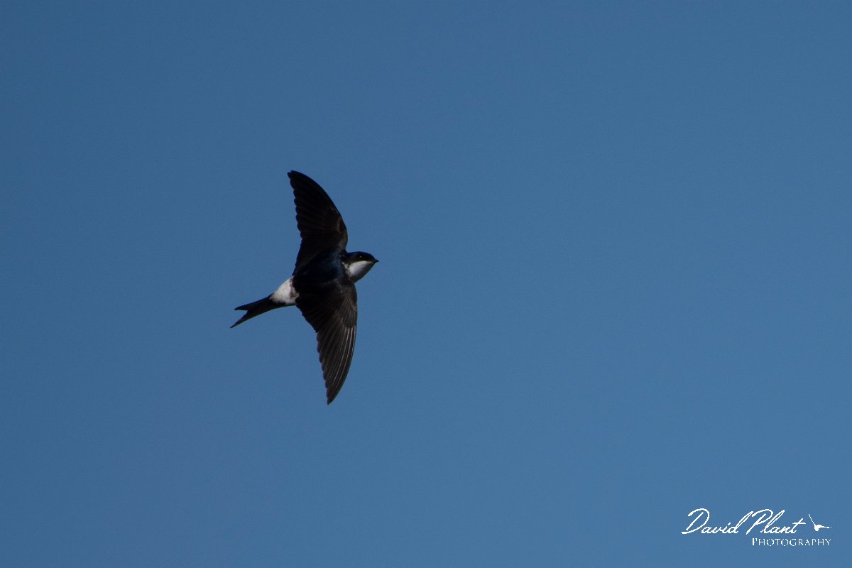 DPPhotography - Wildlife Photography - Bulgaria - Northern house martin - E.jpg - Northern house martin - Sabla Lake, Bulgaria