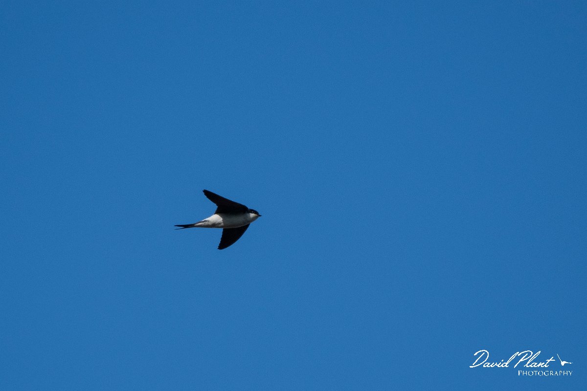 DPPhotography - Wildlife Photography - Bulgaria - Northern house martin - H.jpg - Northern house martin - Sabla Lake, Bulgaria