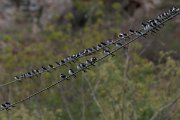 DPPhotography - Wildlife Photography - Bulgaria - Northern house martin - D