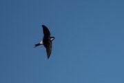 DPPhotography - Wildlife Photography - Bulgaria - Northern house martin - E