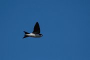 DPPhotography - Wildlife Photography - Bulgaria - Northern house martin - F