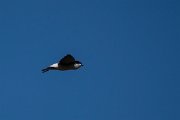 DPPhotography - Wildlife Photography - Bulgaria - Northern house martin - G