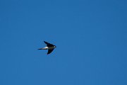 DPPhotography - Wildlife Photography - Bulgaria - Northern house martin - H
