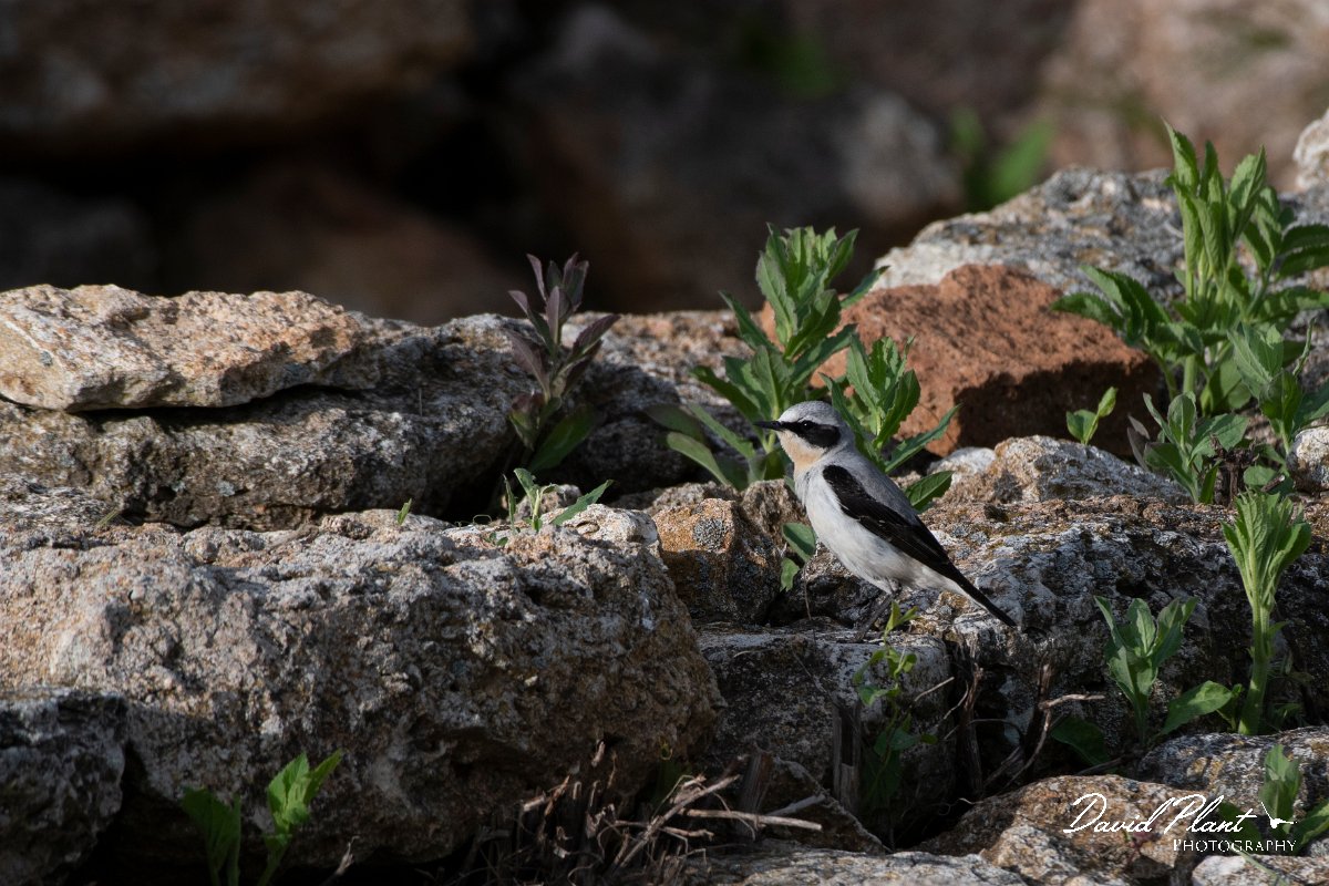 DPPhotography - Wildlife Photography - Bulgaria - Northern wheatear - C.jpg - Northern wheatear, male - Cape Kaliakra, Bulgaria
