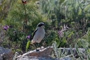DPPhotography - Wildlife Photography - Bulgaria - Northern wheatear - A
