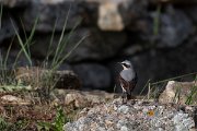 DPPhotography - Wildlife Photography - Bulgaria - Northern wheatear - B