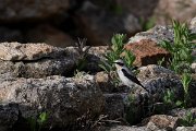 DPPhotography - Wildlife Photography - Bulgaria - Northern wheatear - C