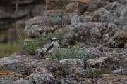 DPPhotography - Wildlife Photography - Bulgaria - Northern wheatear - D