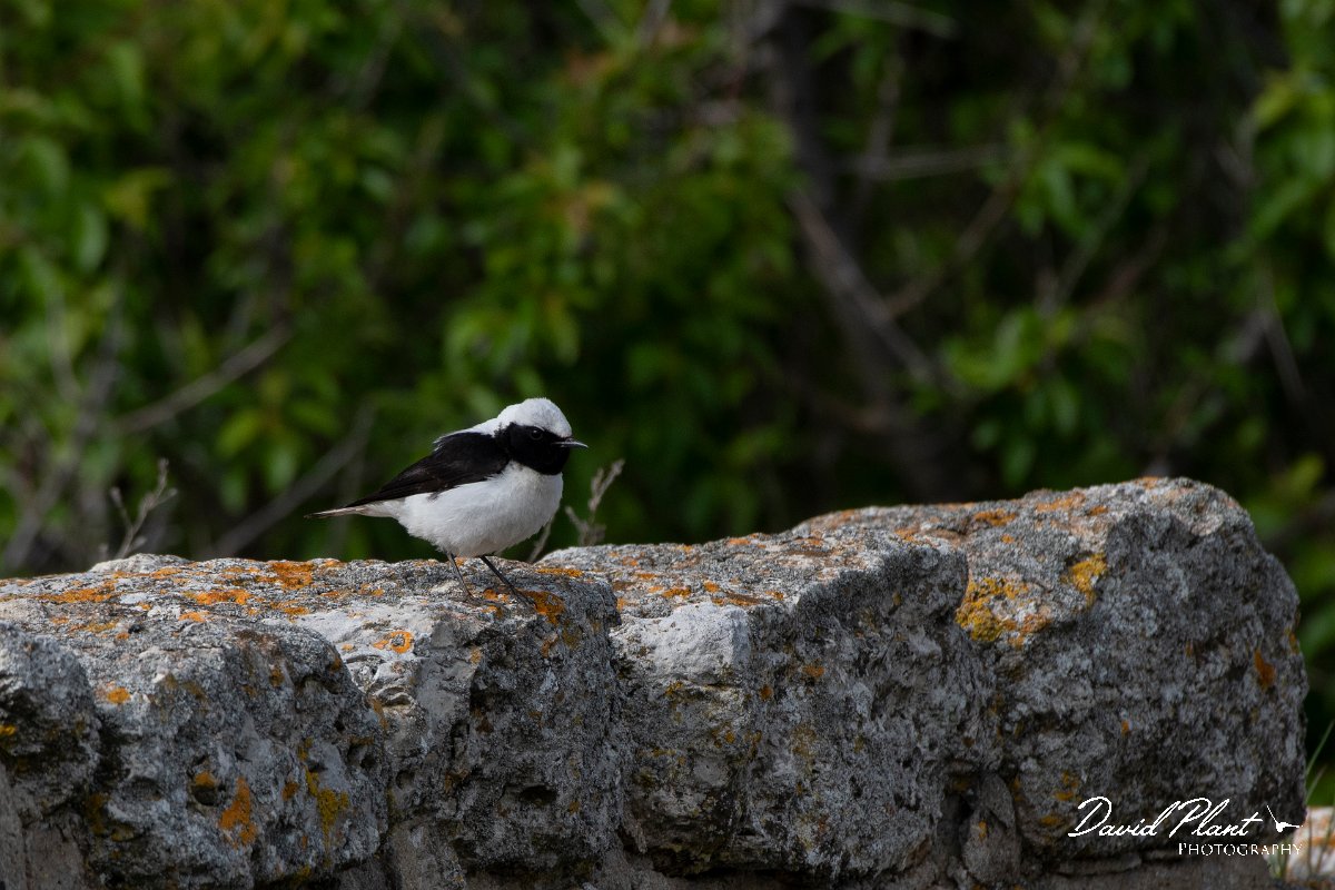 DPPhotography - Wildlife Photography - Bulgaria - Pied x black-eared wheatear - A.jpg - Pied wheatear x Black-eared wheatear hybrid - Cape Kaliakra, Bulgaria