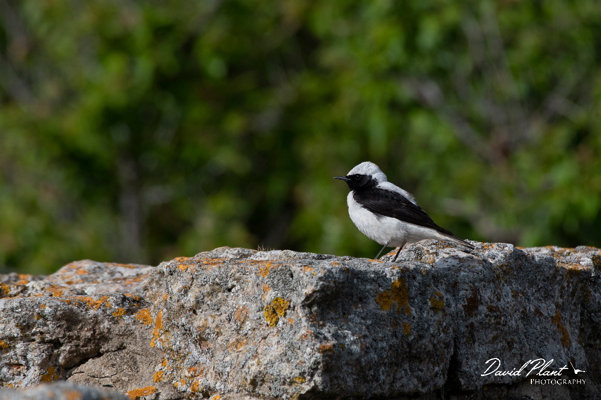 DPPhotography - Wildlife Photography - Bulgaria - Pied x black-eared wheatear - C.jpg - Pied wheatear x Black-eared wheatear hybrid - Cape Kaliakra, Bulgaria
