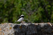 DPPhotography - Wildlife Photography - Bulgaria - Pied x black-eared wheatear - B