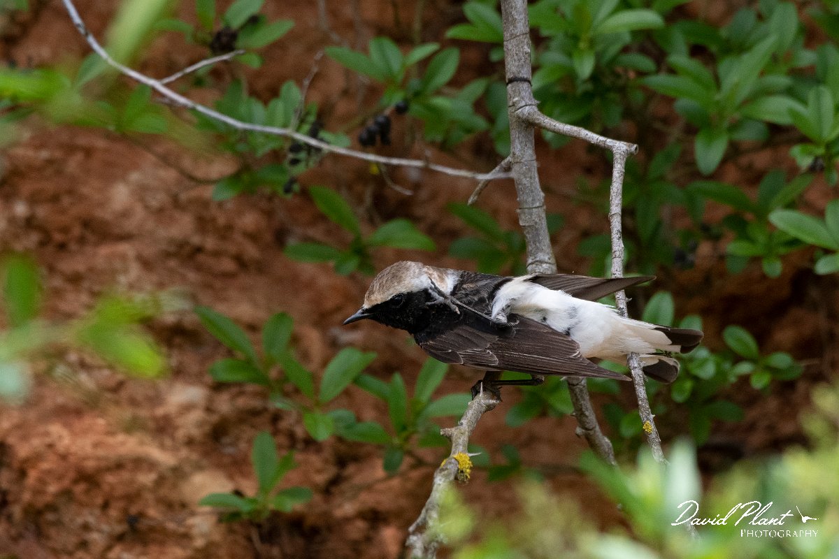 DPPhotography - Wildlife Photography - Bulgaria - Pied wheatear - C.jpg - Pied wheatear, male - Bolata Beach, Bulgaria