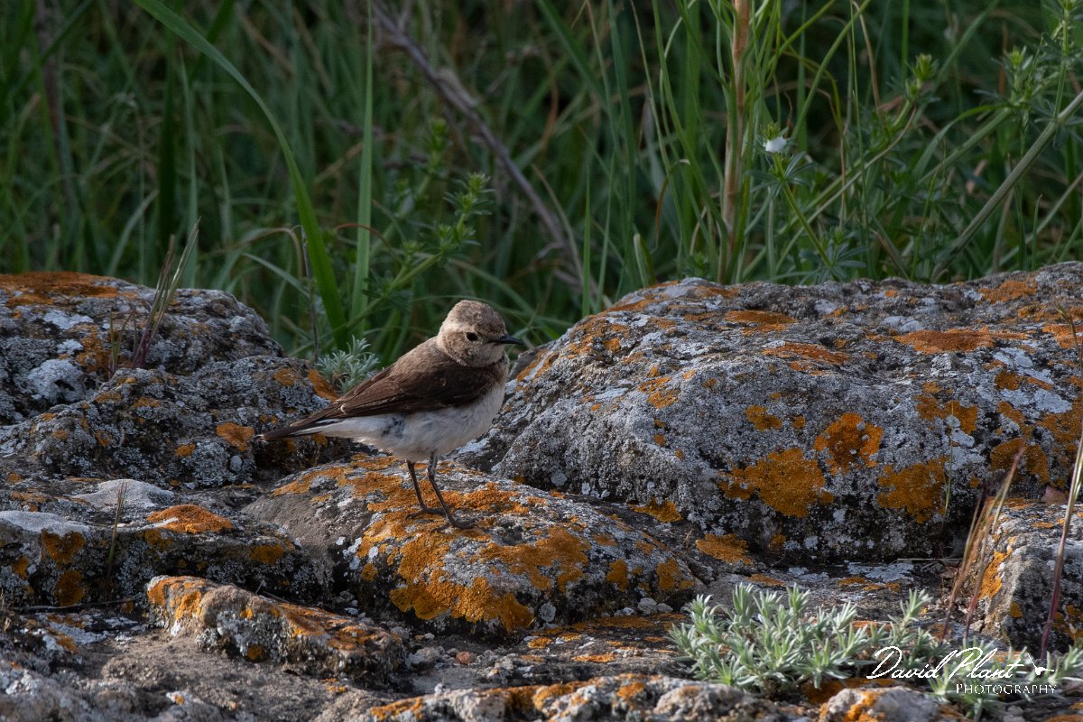 DPPhotography - Wildlife Photography - Bulgaria - Pied wheatear - F.jpg - Pied wheatear, female - Cape Kaliakra, Bulgaria
