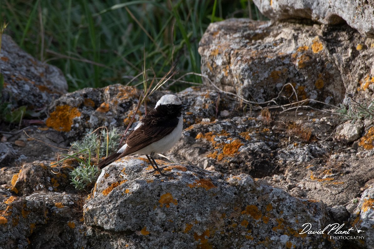 DPPhotography - Wildlife Photography - Bulgaria - Pied wheatear - G.jpg - Pied wheatear, male - Cape Kaliakra, Bulgaria