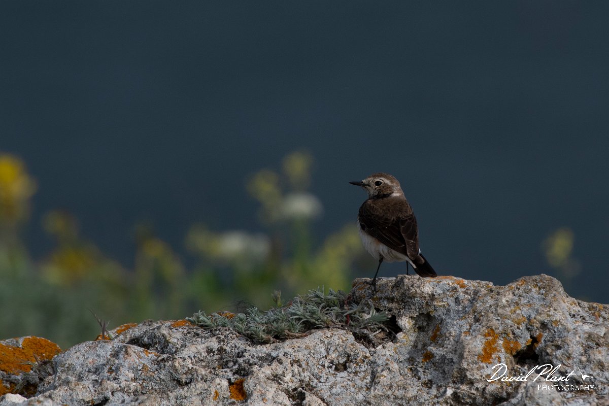 DPPhotography - Wildlife Photography - Bulgaria - Pied wheatear - H.jpg - Pied wheatear, female - Cape Kaliakra, Bulgaria