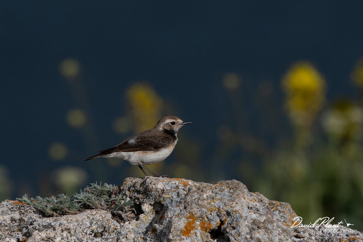 DPPhotography - Wildlife Photography - Bulgaria - Pied wheatear - I.jpg - Pied wheatear, female - Cape Kaliakra, Bulgaria