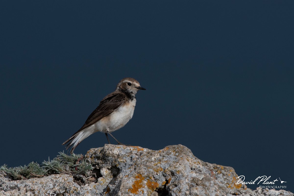 DPPhotography - Wildlife Photography - Bulgaria - Pied wheatear - L.jpg - Pied wheatear, female - Cape Kaliakra, Bulgaria