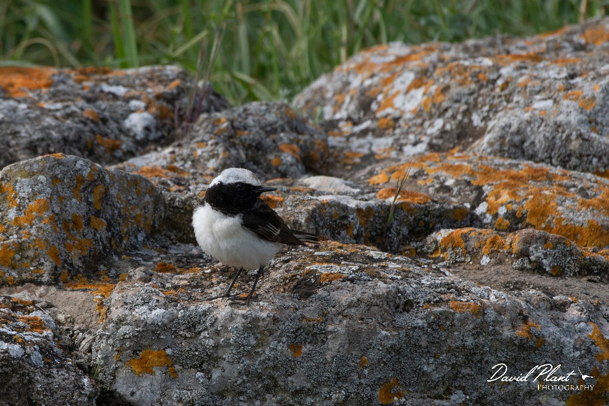 DPPhotography - Wildlife Photography - Bulgaria - Pied wheatear - O.jpg - Pied wheatear, male - Cape Kaliakra, Bulgaria