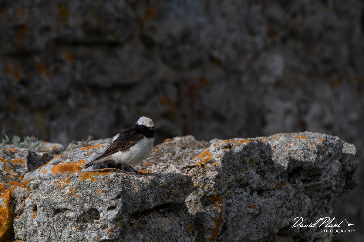 DPPhotography - Wildlife Photography - Bulgaria - Pied wheatear - Q.jpg - Pied wheatear, male - Cape Kaliakra, Bulgaria