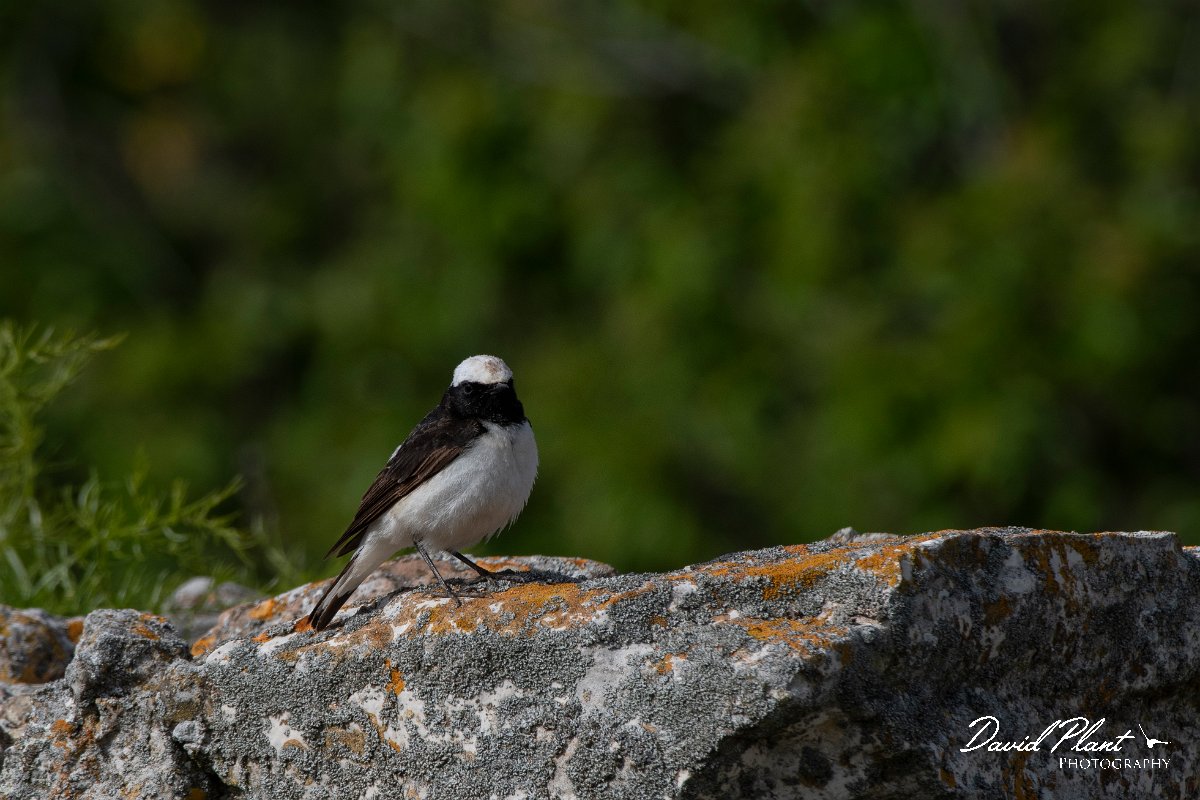 DPPhotography - Wildlife Photography - Bulgaria - Pied wheatear - R.jpg - Pied wheatear, male - Cape Kaliakra, Bulgaria