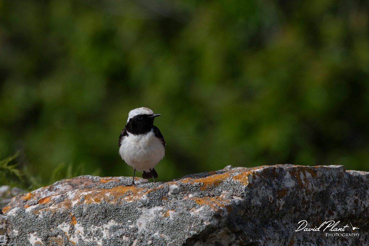 DPPhotography - Wildlife Photography - Bulgaria - Pied wheatear - S.jpg - Pied wheatear, male - Cape Kaliakra, Bulgaria