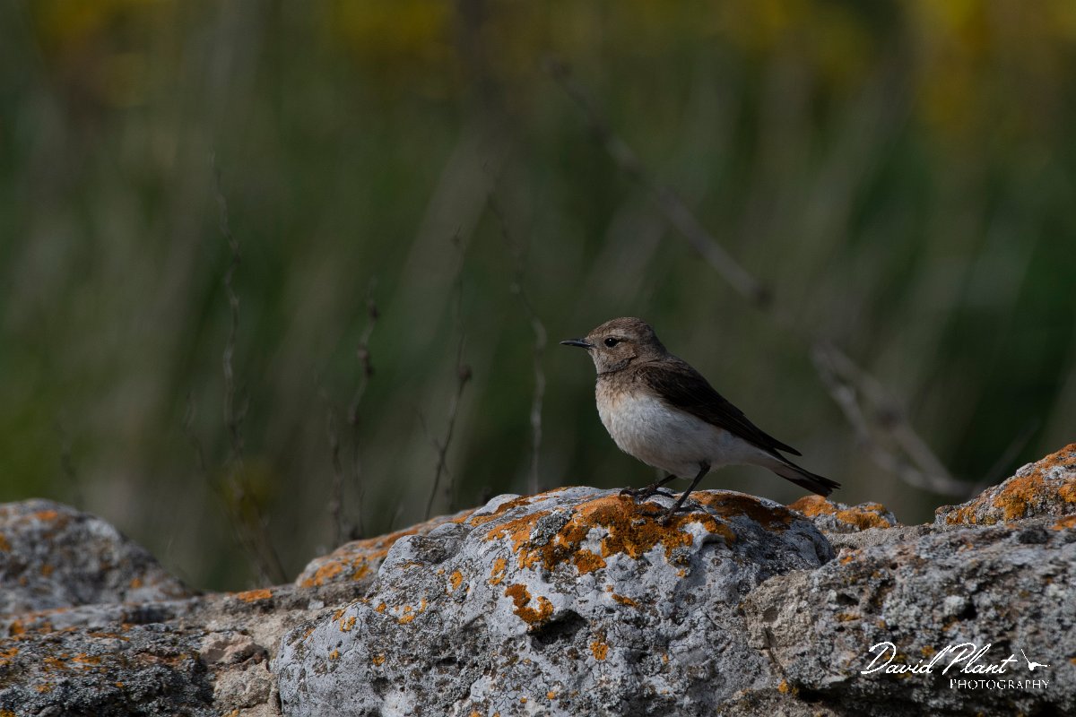 DPPhotography - Wildlife Photography - Bulgaria - Pied wheatear - T.jpg - Pied wheatear, female - Cape Kaliakra, Bulgaria