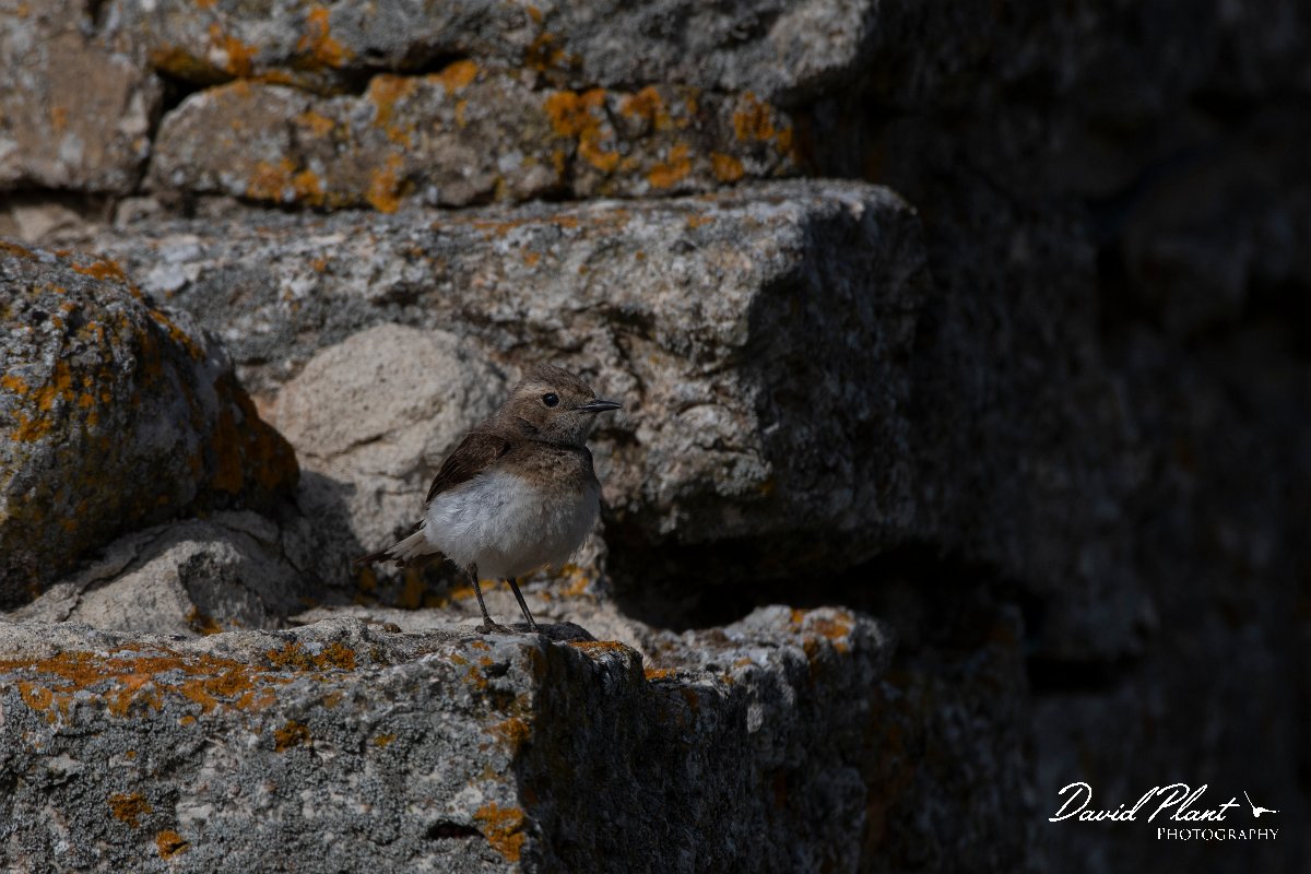 DPPhotography - Wildlife Photography - Bulgaria - Pied wheatear - W.jpg - Pied wheatear, female - Cape Kaliakra, Bulgaria