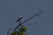 DPPhotography - Wildlife Photography - Bulgaria - Pied wheatear - A