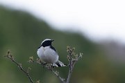 DPPhotography - Wildlife Photography - Bulgaria - Pied wheatear - B