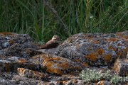DPPhotography - Wildlife Photography - Bulgaria - Pied wheatear - F