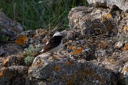 DPPhotography - Wildlife Photography - Bulgaria - Pied wheatear - G