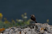 DPPhotography - Wildlife Photography - Bulgaria - Pied wheatear - H