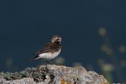 DPPhotography - Wildlife Photography - Bulgaria - Pied wheatear - J